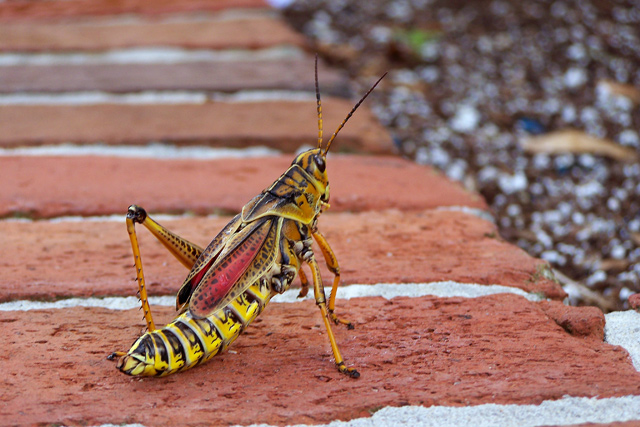 Locust2.jpg