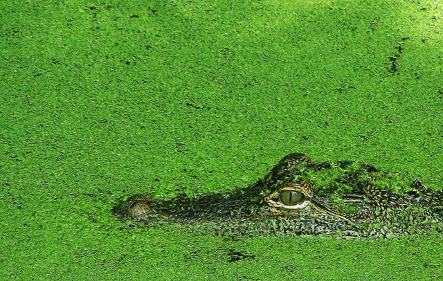 Green.jpg