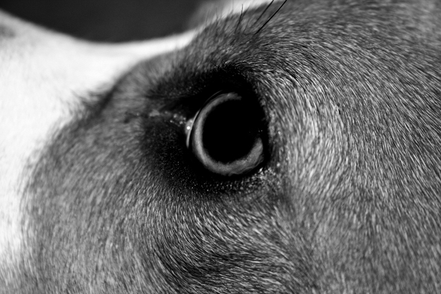 eye.jpg