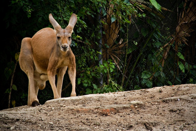 kangaroo