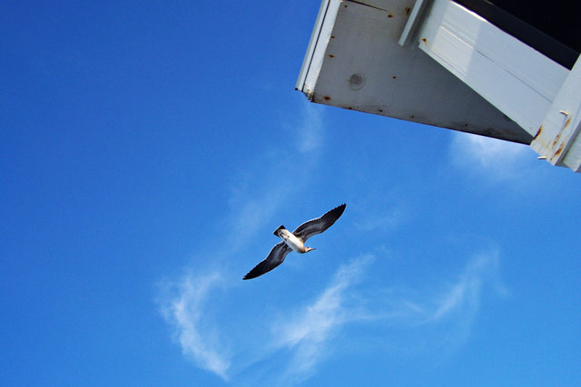 Seagull
