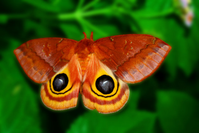 Moth