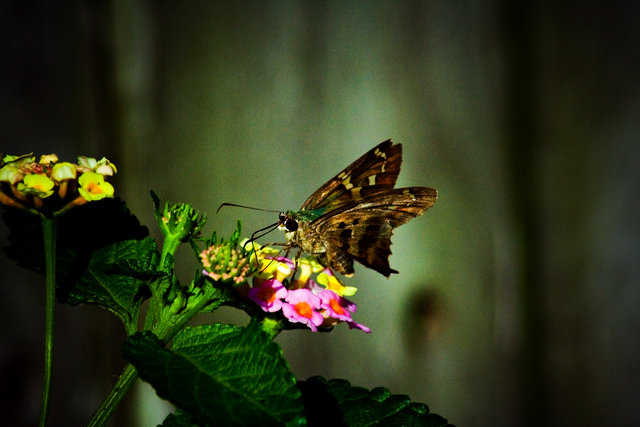 Insect