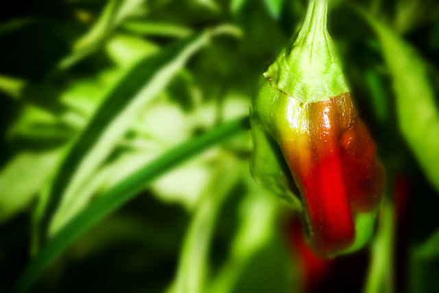 pepper