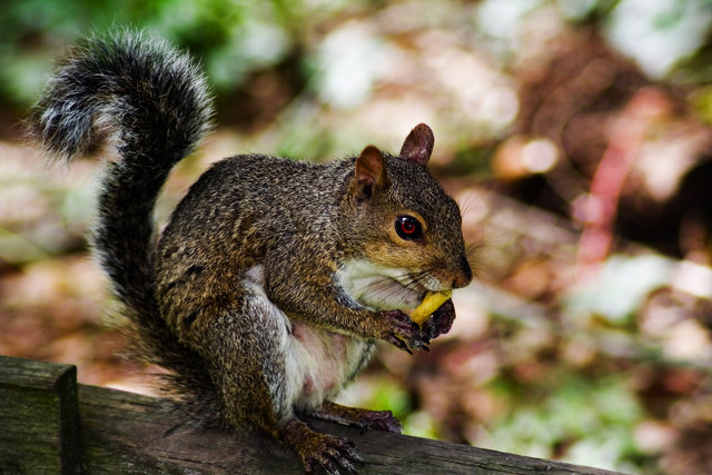 Hungry