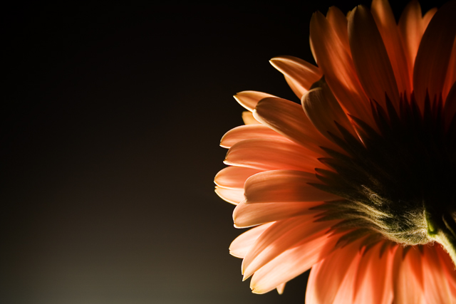 Backlit