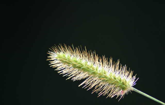 Weed