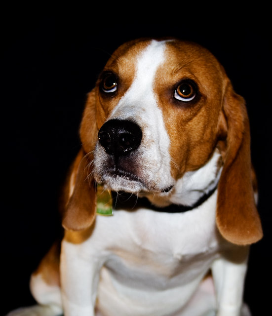 Begging Beagle