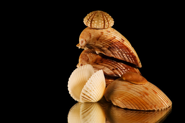 shell4.jpg