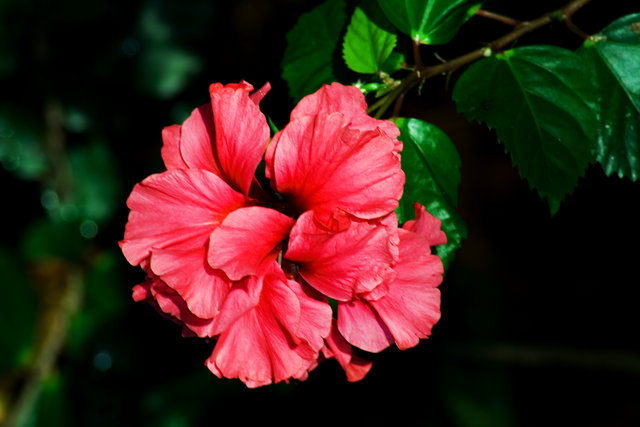 Amapola