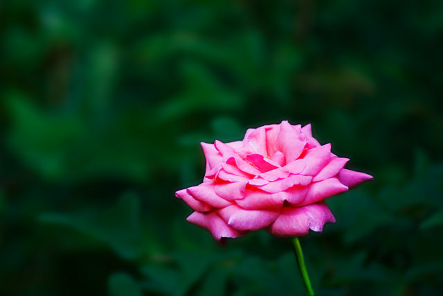 Pink Rose