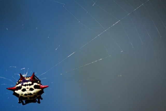 Spider