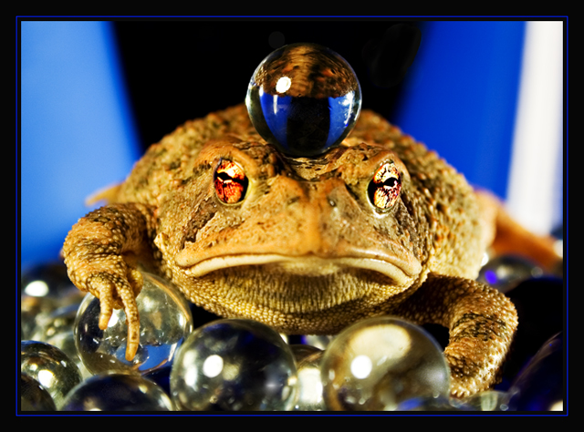 frog.jpg