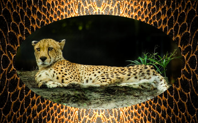 cheetah.jpg