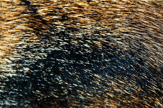 doghair.jpg