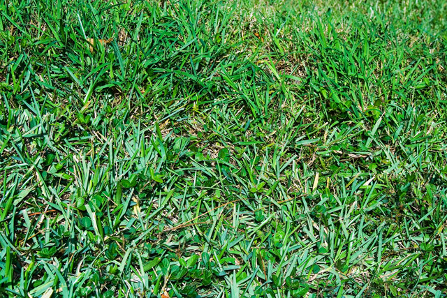grass.jpg