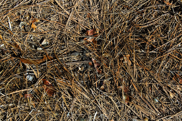 pineneedles.jpg