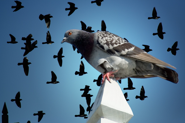 pigeons.jpg