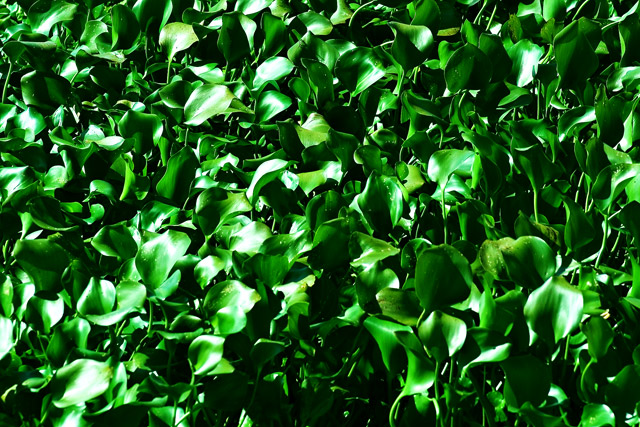 green.jpg