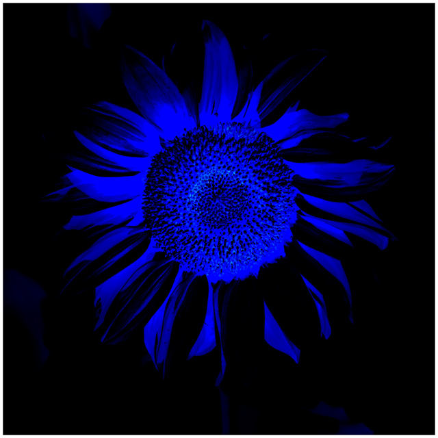 Sunflower, very overexposed, inverted