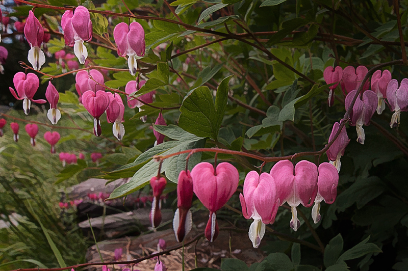 Bleeding hearts