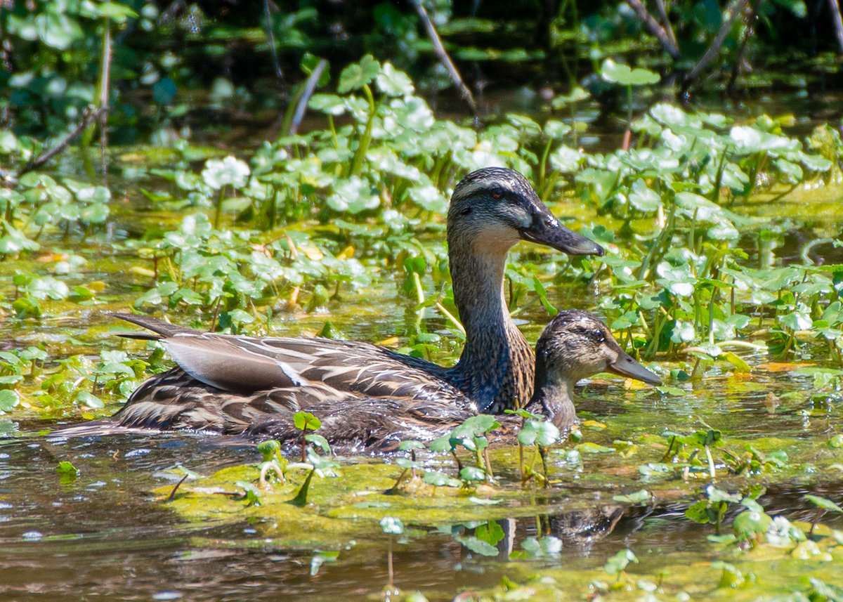 Garganey vs mallard vs teal