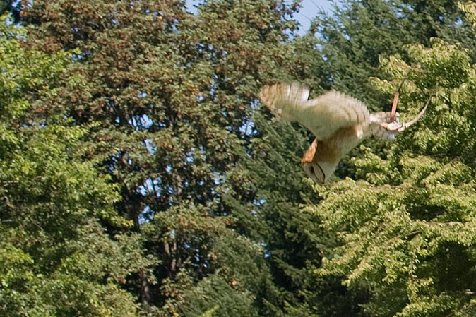 Barn owl