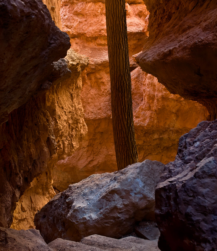 Douglas Fir in Bryce Canyon