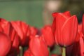 Red Tulips