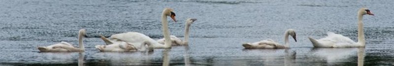 Swanlove54075x30-05417.jpg