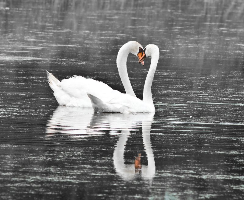 Swan In love