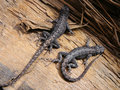 Lizzard Love
