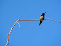 Anna's Hummingbird