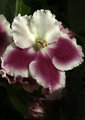 African Violets 2