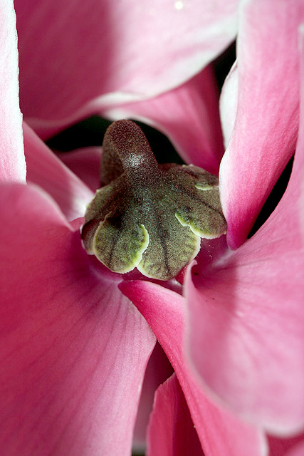 Palm Sunday Flowers