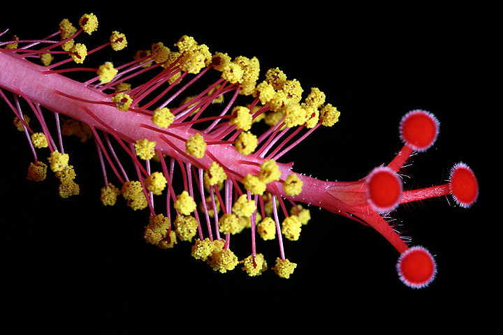 Red Macro