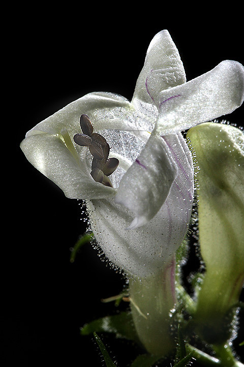 Woods Flower