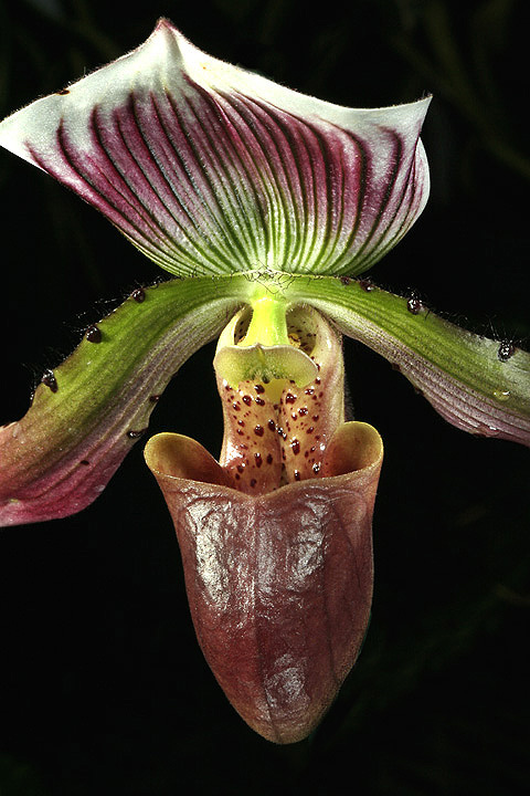 Paphiopedilum2