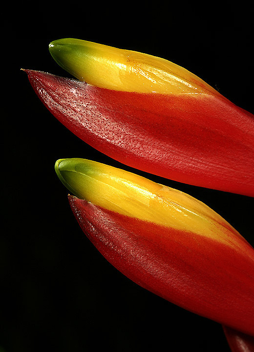 Hawaiian Volcano Plant
