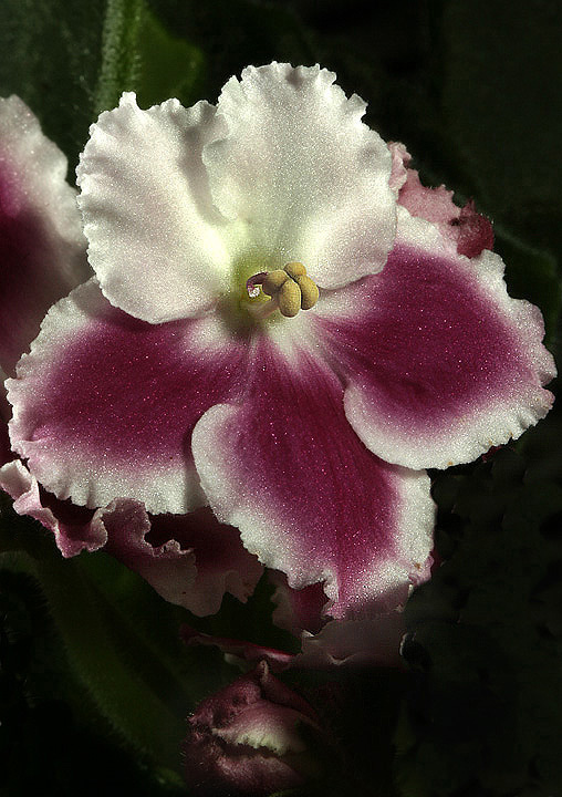 African Violets 2