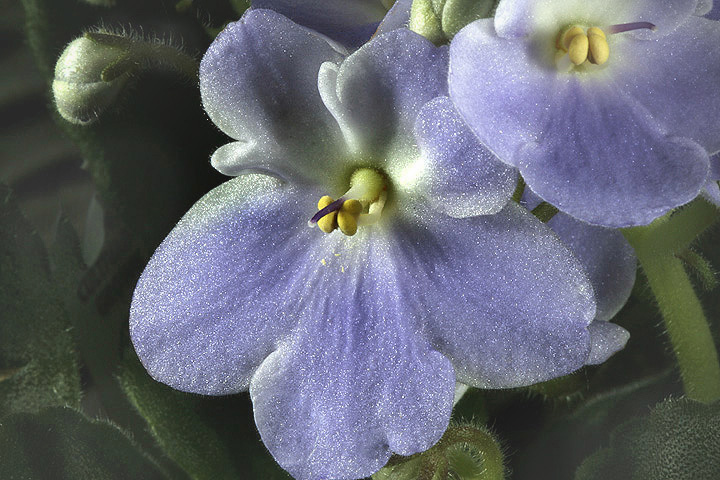 African Violets 1