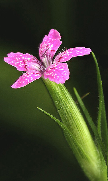 Nature's Fireworks