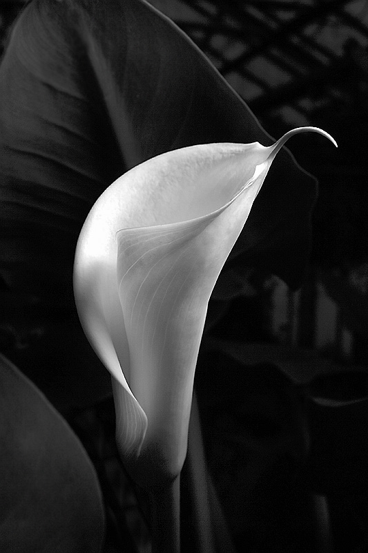 Calla B/W