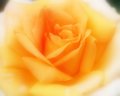 Soft Yellow Rose
