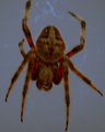 Spooky Spider