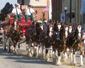 Clydesdale Team
