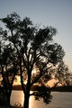 Glowing Tree