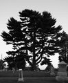 Tree of Life