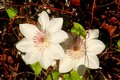 Floral II option b