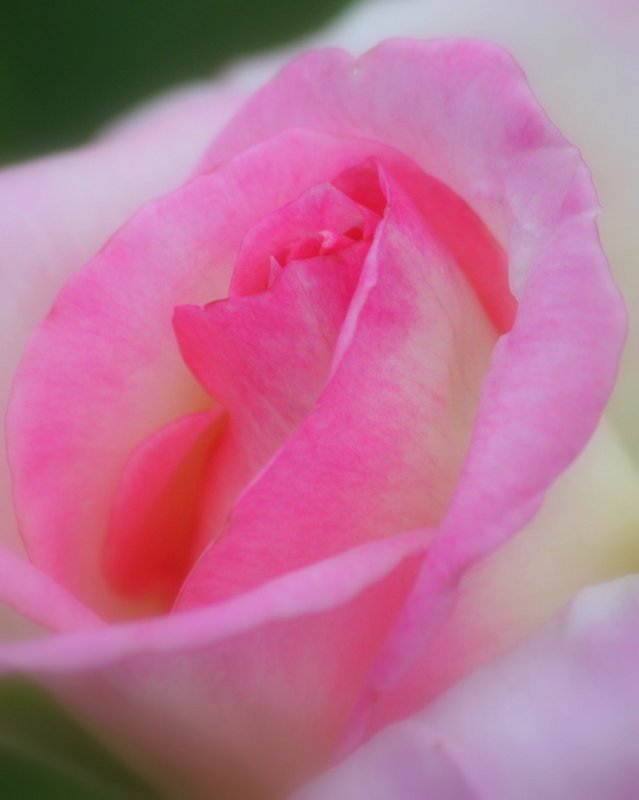 Soft Pink Rose